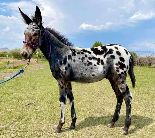 stallion-semen-donkey