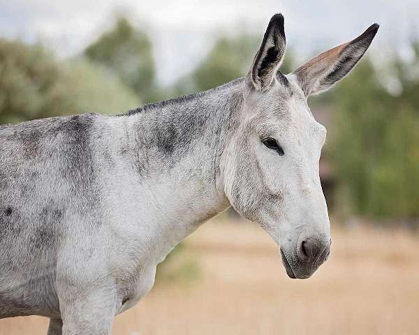 one-owner-donkey