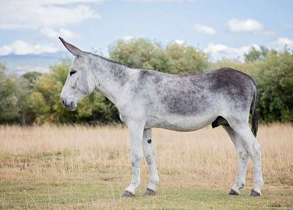 blue-roan-blaze-donkey