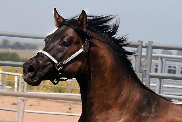 rodeo-quarter-pony