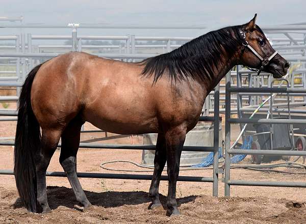 dun-w-blk-points-bay-with-black-legs-mane-and-tail-horse