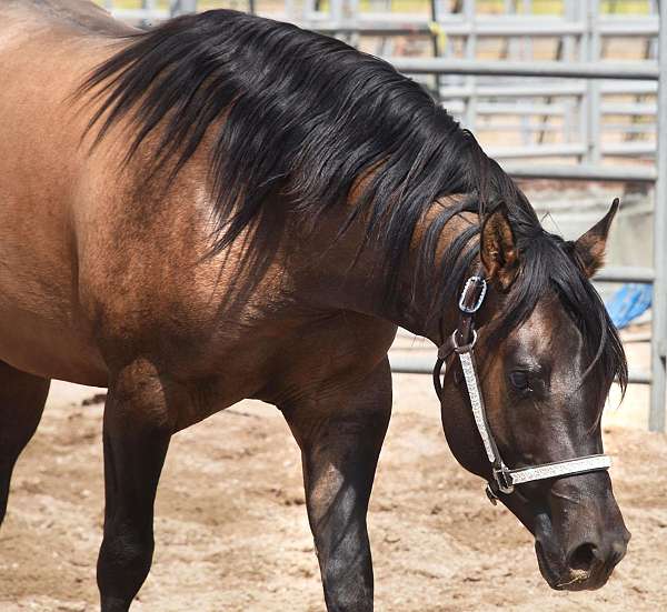 hollywood-dun-it-quarter-pony