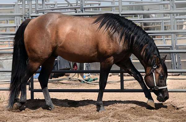 bay-dun-quarter-pony