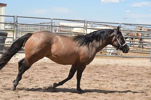 reining-quarter-pony