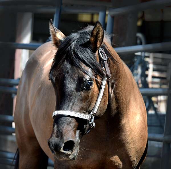 cutting-quarter-pony