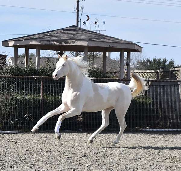 two-year-old-saddlebred-horse