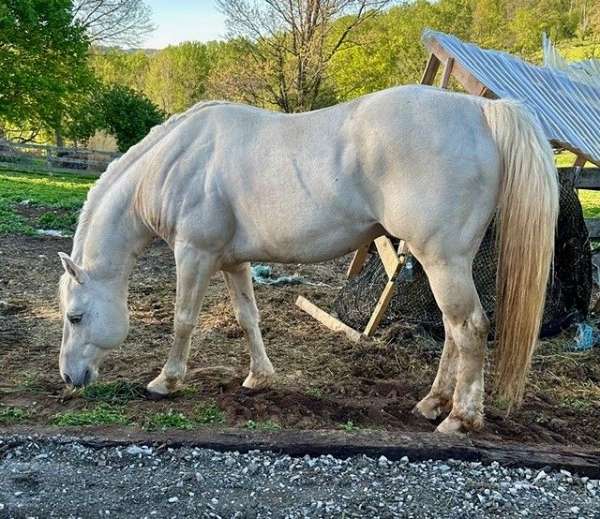 stee-quarter-horse