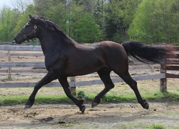 canadian-horse