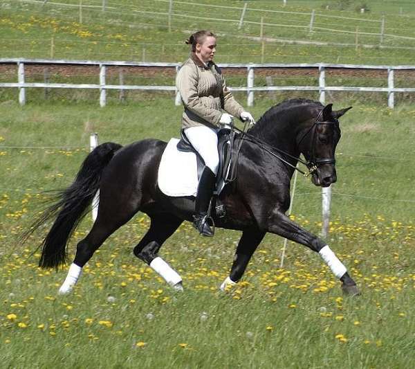 champion-oldenburg-horse