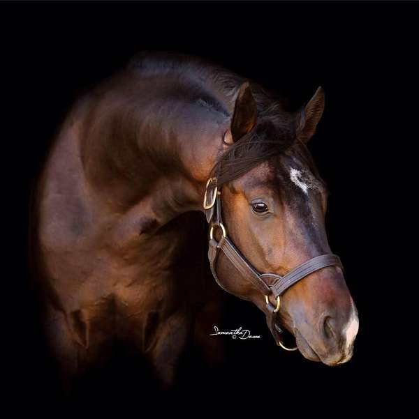 warmblood-at-stud-hanoverian-horse