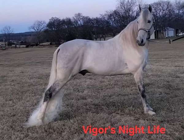 champion-gaited-horse