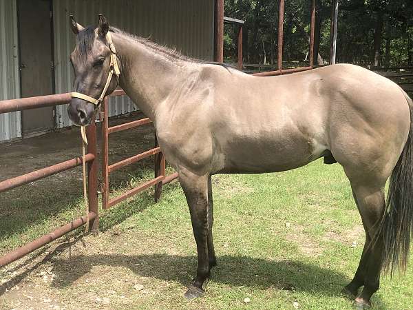 grulla-homozygous-horse