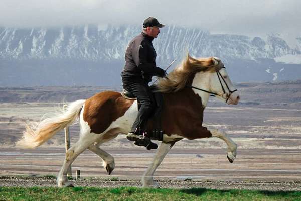 stud-service-icelandic-horse
