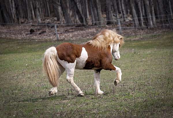 stud-fee-icelandic-horse