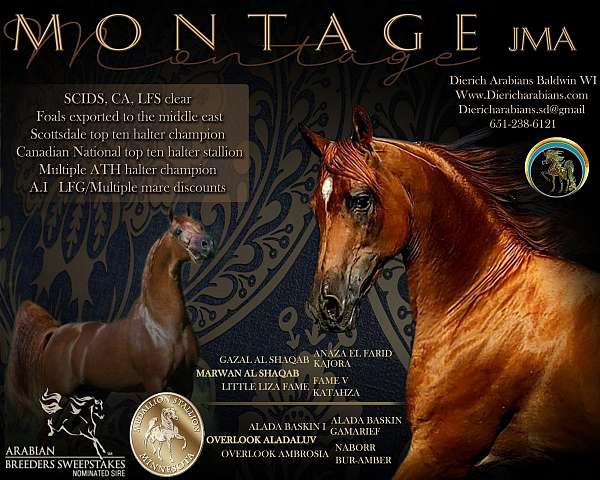marwan-al-shaqab-arabian-horse