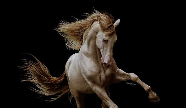 double-cream-andalusian-horse