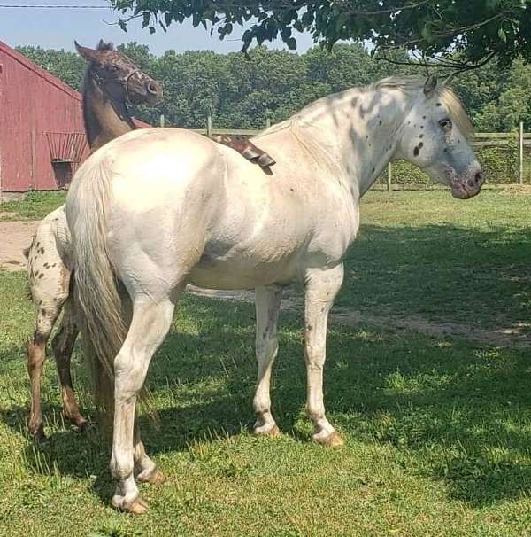 appaloosa-stallion
