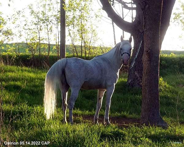 al-khamsa-arabian-horse