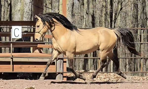 dun-morgan-horse