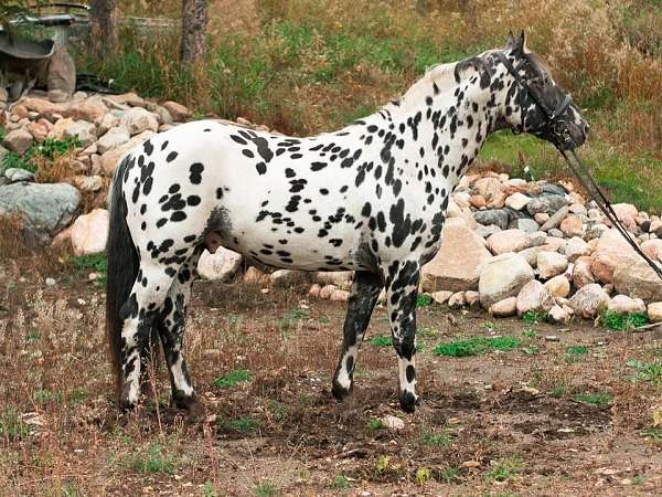 full-leopard-horse