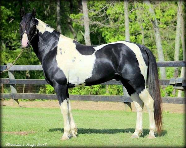 tobiano-black-white-horse