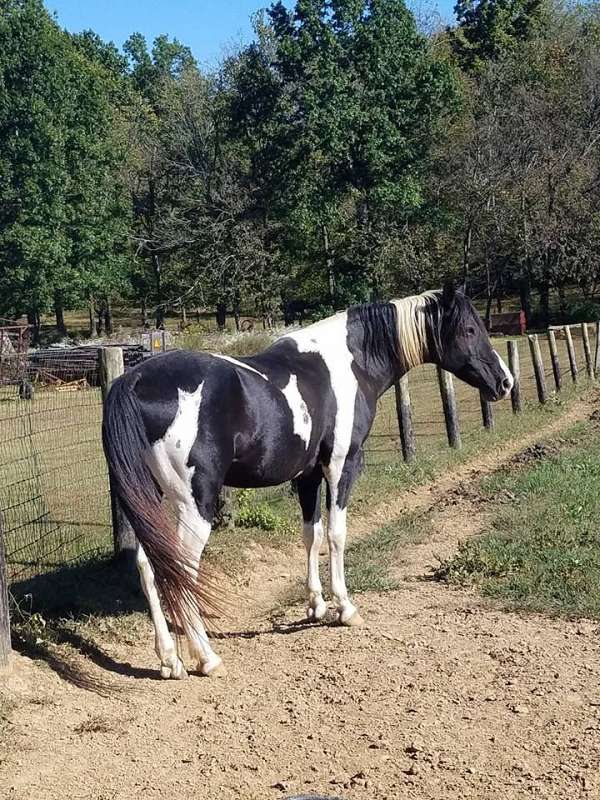 tobiano-missouri-fox-trotter-stallion