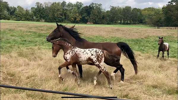 eventing-knabstrupper-horse