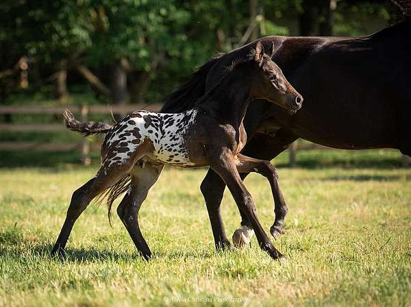 equitation-knabstrupper-horse