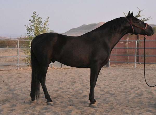 black-ancce-stallion