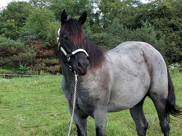 blue-roan-foundation-bred-horse
