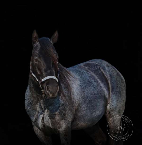 penning-horse