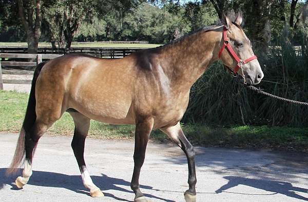 akhal-teke-buckskin-metallic-horse