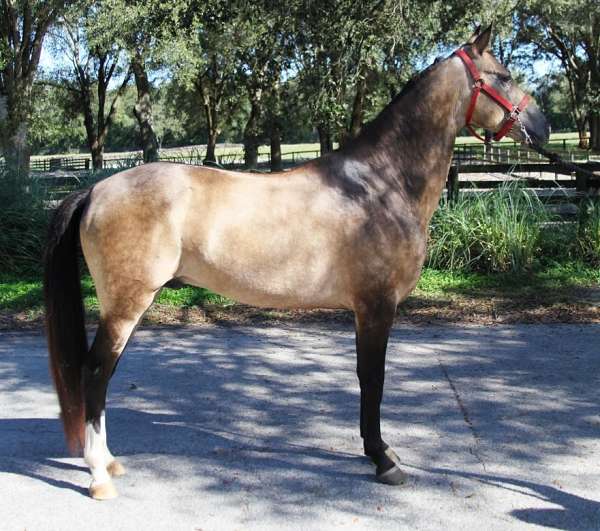 stud-service-akhal-teke-horse