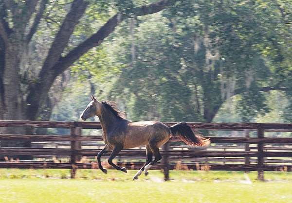 stud-fee-akhal-teke-horse