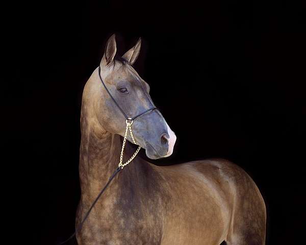 stud-akhal-teke-horse