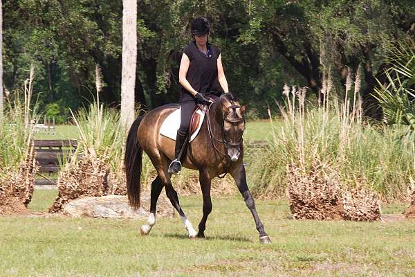 stud-akhal-teke-horse