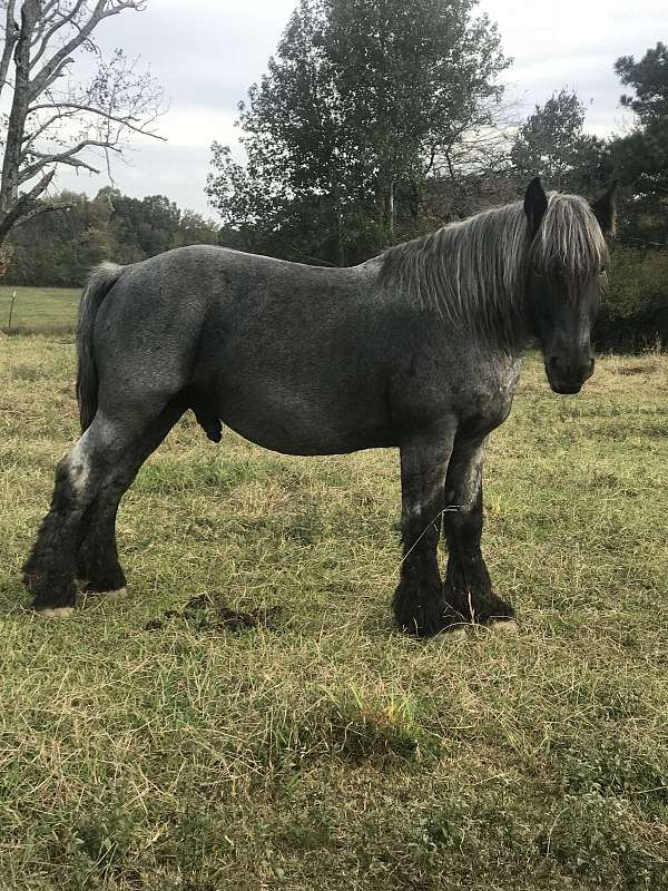 blue-roan-with-black-mane-tail-stockings-horse
