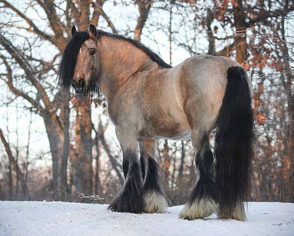 gypsy-cob-vanner-horse