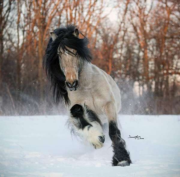 color-producer-gypsy-vanner-horse
