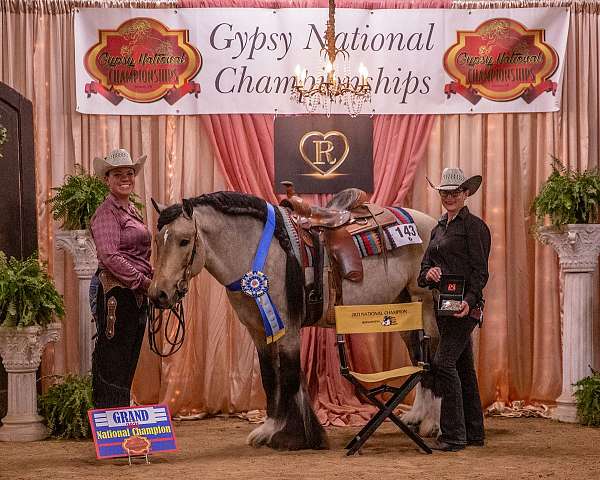 gypsy-cob-stallion