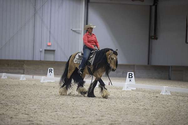 buckskin-equitation-horse