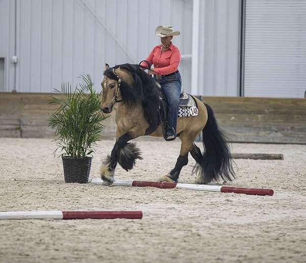 buckskin-trick-horse