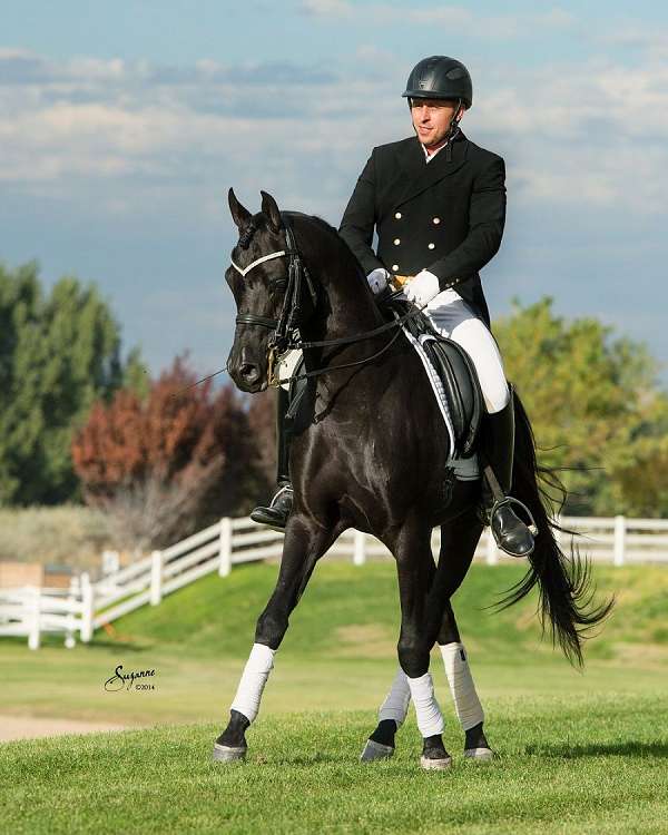 Multi National Champion Black Arabian Stallion