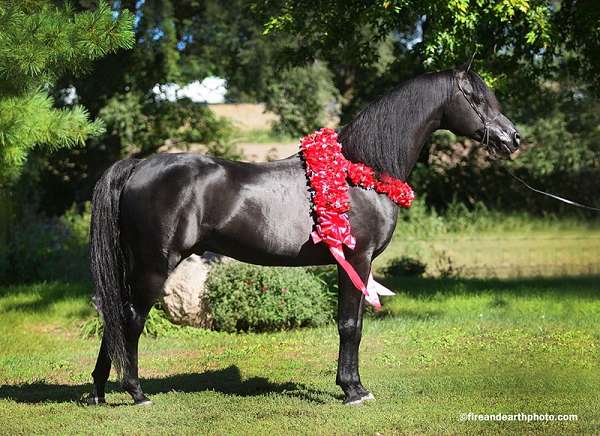 retirement-arabian-horse