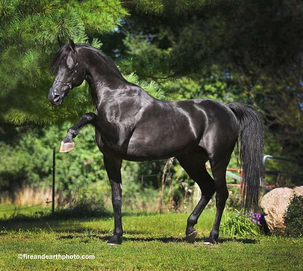 one-owner-arabian-horse
