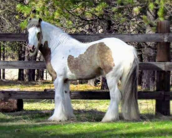 14-hand-gypsy-vanner-stallion