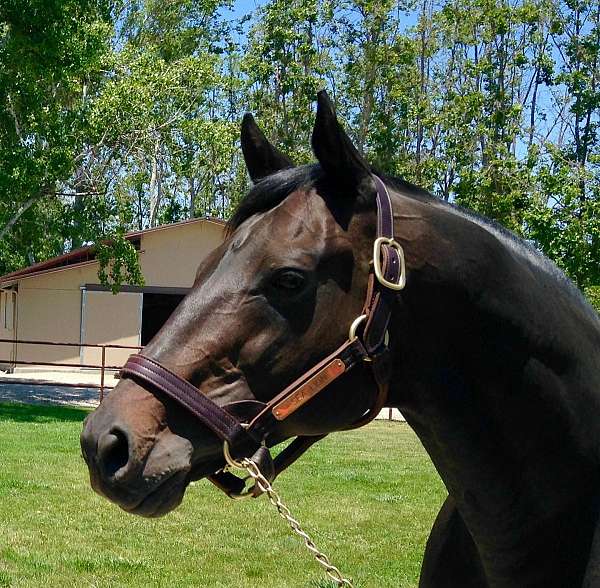 champion-thoroughbred-horse