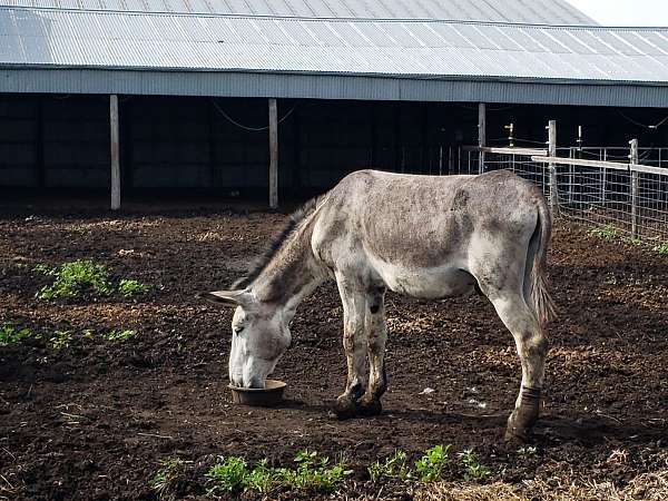 mule-for-sale