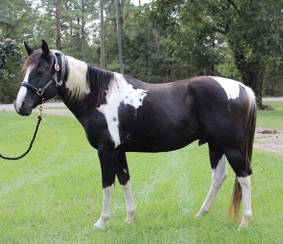 black-calf-roping-horse