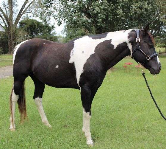 black-heel-horse
